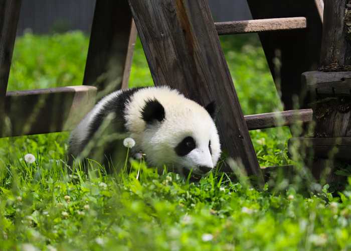 成都景区直通车退票，手续费到底收不收？我亲自试了，结果有点意外…-第2张图片-成都租车公司